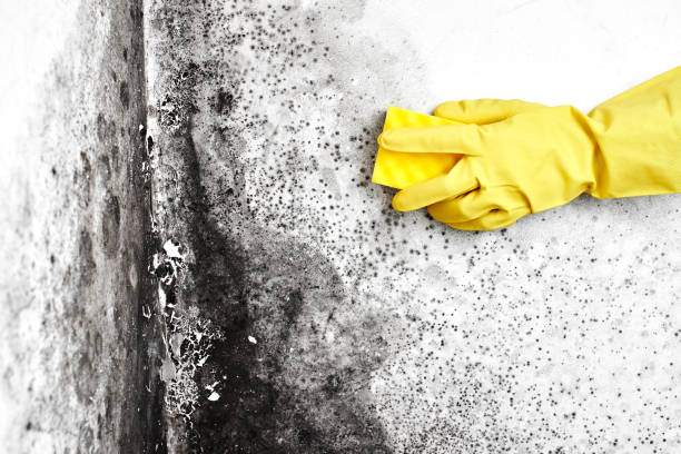 Best Commercial Mold Removal  in Lmerton, PA