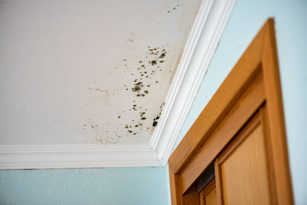 Palmerton, PA Mold Removal Company