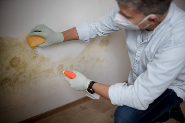 Best Mold Testing  in Lmerton, PA