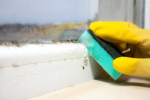 Best Crawl Space Mold Removal  in Lmerton, PA
