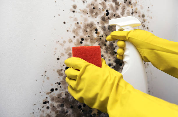 Best Toxic Mold Removal  in Lmerton, PA