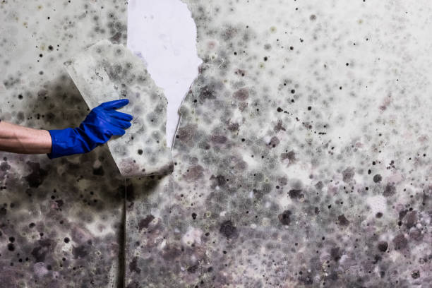 Best Certified Mold Removal  in Lmerton, PA