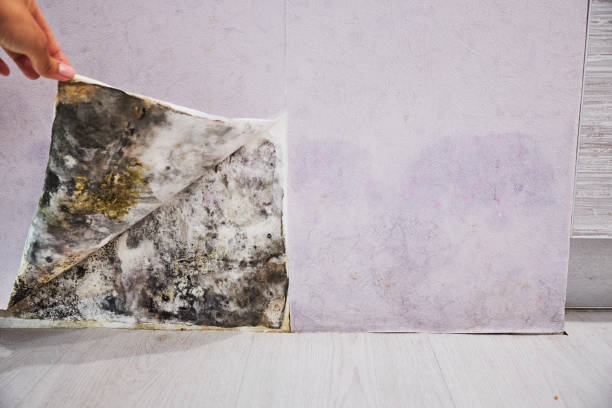 Best Fast Mold Removal  in Lmerton, PA